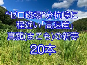 【田植え用】マコモダケ　真菰(まこも)の新芽 20本