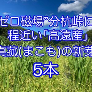 マコモダケ　真菰(まこも)の新芽 5本