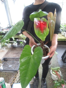 ＫＮ　赤花オバケアンスリューム　アンドレアナム　‘ロドクロラム‘（ANTHURIUM ANDREANUM &#34;RHODOCHLORUM&#34;(RED)）　　1.2Ｍ以下