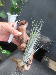 ＫＮ　１円！　ティランジア　トメキー（TILLANDSIA TOMEKII）　　　　0.8Ｍ以下