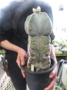 ＫＮ　特大鸞鳳玉！　アストロフィタム　ミリオスティグマ（ASTROPHYTUM MYRIOSTIGMA）　　　1.2Ｍ以下