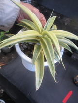 ＫＮ　サンスベリア(チトセラン属）　ハイブリッド　‘サイアムゴールド‘（SANSEVIERIA hybrid `SIAM GOLD`）　　　0.8Ｍ以下_画像4