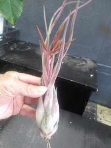 ＫＮ　ティランジア　セレリアナｘカプトメデューサエ‘パープル‘（TILLANDSIA SELERIANA x caput-medusae`purple`2 0.8Ｍ以下