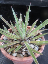 ＫＮ　１円！　滝の白糸錦　アガベ　フィリフェラ スチジゲラ（AGAVE FILIFERA SCHIZIGERA `VARIEGATED`）　　　0.8Ｍ以下_画像6