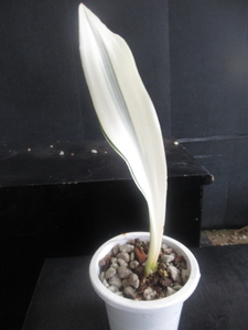 ＫＮ　サンスベリア　グイネンシス　‘ホワイトストライプドジャイアント‘（SANSEVIERIA `WHITE STRIPED GIANT`）　　0.8Ｍ以下