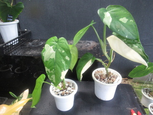 ＫＮ　シンゴニューム　チアペンセ　‘白斑‘（SYNGONIUM CHIAPENSE `Variegated`）　1　　　0.8Ｍ以下