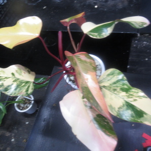 ＫＮ フィロデンドロン エルベッセンス ‘ストロベリーシェイク‘（PHILODENDRON ERUBESCENS `STRAWBERRY SHAKE`）   1.2Ｍ以下の画像7