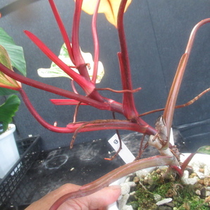 ＫＮ フィロデンドロン エルベッセンス ‘ストロベリーシェイク‘（PHILODENDRON ERUBESCENS `STRAWBERRY SHAKE`）   1.2Ｍ以下の画像4