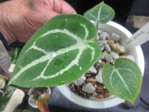 ＫＮ　１円！　アンスリューム(ベニウチワ属）　‘ドラヤキ　ハイブリッド‘（ANTHURIUM `DRAYAKI　hybrid`）　　　0.8Ｍ以下