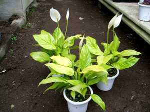 ＫＮ　スパティフィラム　‘マウナロアオーレア‘（SPATHIPHYLLUM hybrid `MAUNA LOA aurea`）　　　0.8Ｍ以下