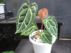 ＫＮ　アンスリューム　マグニフィッカムｘ‘レッドクリスタリナムNSE‘（ANTHURIUM MAGNIFICUM x `RED CRYSTALLINUM NSE`）　　0.8Ｍ以下