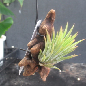 ＫＮ ティランジア イオナンタ ‘ピーチ‘（TILLANDSIA IONANTHA `PEACH`）   0.8Ｍ以下の画像8