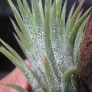 ＫＮ ティランジア イオナンタ ‘ピーチ‘（TILLANDSIA IONANTHA `PEACH`）   0.8Ｍ以下の画像5