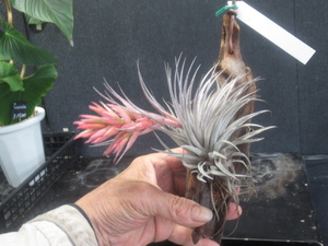 ＫＮ　１円！　ティランジア　スクレイ　ラージフォーム（TILLANDSIA SUCREI　LARGE FORM）　　　0.8Ｍ以下