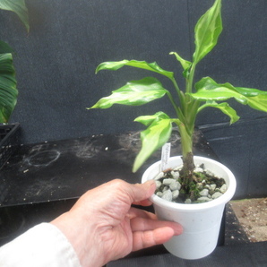 ＫＮ アグラオネマ(リョクチク属） モデスタム ‘メディオピクタム‘（AGLAONEMA MODESTUM `MEDIO-PICTUM`）  0.8Ｍ以下の画像5