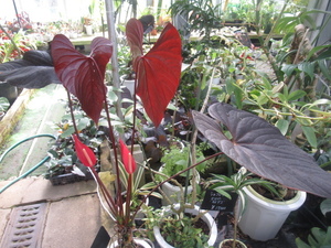 KN 1 jpy! Anne s dragon m tea n bell lani hole m* rom z red *(ANTHURIUM CHAMBERLANIANUM *ROM`S RED*) 0.8M and downward 