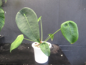 ＫＮ　アンスリューム(ベニウチワ属）　ペルティゲラム（ANTHURIUM PELTIGERUM）　　　1.2Ｍ以下