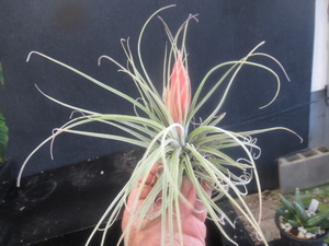 ＫＮ　１円！　ティランジア　オアハカナ（TILLANDSIA OAXACANA）　　　0.8Ｍ以下