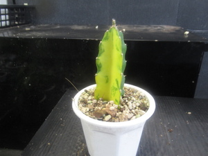 ＫＮ　斑入り葉三角柱　ヒロセレウス　ガテマレンシス（HYLOCEREUS GUATEMALENSIS `VARIEGATED`）　　　0.8Ｍ以下