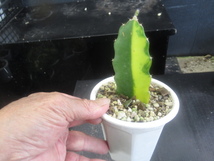 ＫＮ　斑入り葉三角柱　ヒロセレウス　ガテマレンシス（HYLOCEREUS GUATEMALENSIS `VARIEGATED`）　　　0.8Ｍ以下_画像3