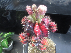 ＫＮ　赤黒緋牡丹錦　ギンノカリキューム　ミハノビッチ（GYMNOCALYCIUM MIHANOVICHII var, friedrichii `HIBOTAN-NISHIKI`　　0.8Ｍ以下