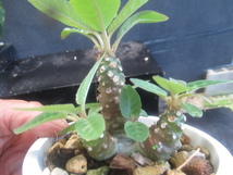 ＫＮ　１円！　ドルステニア　ホエティダ（DORSTENIA FOETIDA）　　　　0.8Ｍ以下_画像3