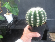 ＫＮ　１円！　実生選抜短棘金鯱　エキノカクタス　グルソニー‘ショートスパイン‘（ECHINOCACTUS GRUSONII `SHOT SPINE`）　　0.8Ｍ以下_画像1