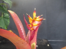 ＫＮ　エクメア(サンゴアナナス属）　ヌディコーリス　‘ラ　ティグラ‘（AECHMEA NUDICAULIS `LA TIGRA`）　　　0.8Ｍ以下_画像6