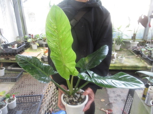 ＫＮ　１円！　フィロデンドロン　サブハスタータム　‘バリエゲイテッド‘（PHILODENDRON SUBHASTATUM `VARIEGATED`）　　　1.2Ｍ以下