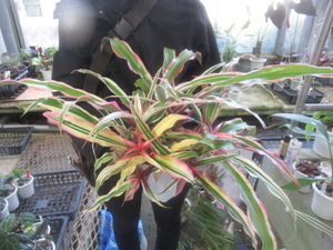 KN 1 jpy!klip tongue suspension brome rio ites*toli color *(CRYPTANTHUS BROMELIOIDES `TRICOLOR`) 0.8M and downward 
