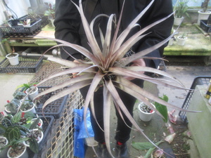 ＫＮ　ティランジア　ハイブリッド　‘スーパースティーブ‘（TILLANDSIA hybrid `SUPER STEVE`）　　　1.2Ｍ以下