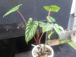 ＫＮ　フィロデンドロン　マーメイ　‘シルバー‘（PHILODENDRON MAMEI `SILVER`）　　　1.2Ｍ以下