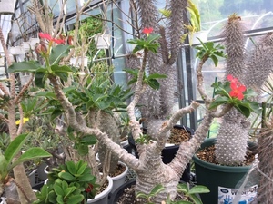 ＫＮ　パキポデューム　バロニー　バラエティ　ウィンゾリー（PACHYPODIUM BARONII var. WINDSORI）　　　　0.8Ｍ以下