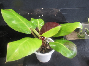 KN 1 jpy!firoten Delon * imperial yellow frame ( Red Moon )*(PHILODENDRON `RED MOON* 0.8M and downward 