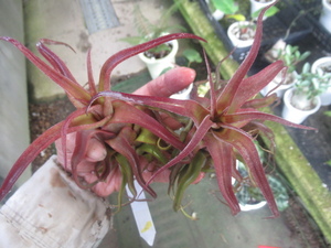 KN 1 jpy!ti Ran jia -stroke repto filler * red k loan *(TILLANDSIA STREPTOPHYLLA `RED CLONE`) 2 stock exhibition 0.8M and downward 