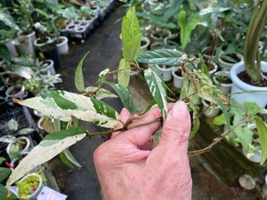 ＫＮ　フィッカス(イチジク属）　サギタッタ　‘バリエゲイテッド‘（FICUS SAGITTATA `variegated`）　　　　0.8Ｍ以下