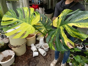 ＫＮ　モンステラ　デリシオーサ　‘イエローマリリン（メリクロン苗）‘（MONSTERA DELICIOSA `YELLOW MARILYN`）　　　0.8Ｍ以下