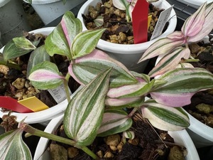 ＫＮ　トラディスカンティア　ゼブリナ　‘ダニーリー‘（TRADESCANTIA ZEBRINA `DANNY LEE`）　２鉢出品　　　0.8Ｍ以下