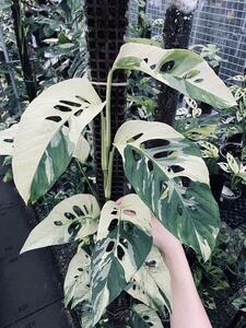 ＫＮ　１円！　モンステラ　アダンソニー　ラニアタ　‘白斑‘（MONSTERA ADANSONII LANIATA`variegated`）　　　0.8Ｍ以下