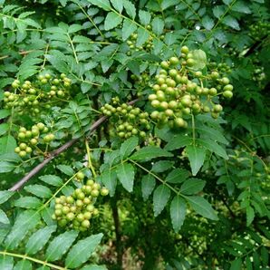 実山椒栃木県宇都宮市産200ｇ