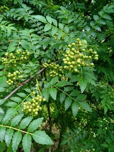 栃木県宇都宮市産山椒の実　　200ｇ