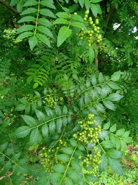 栃木県宇都宮市産　山椒の実200ｇ　