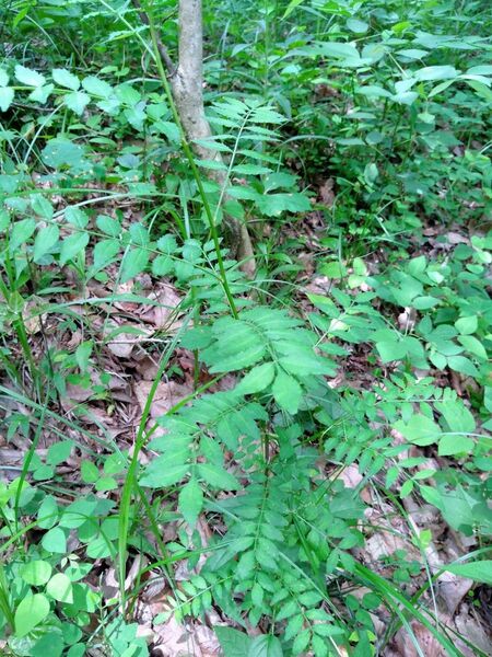 宇都宮産山椒の苗木2本