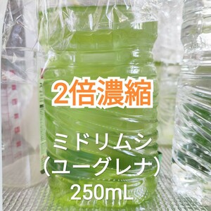 2倍濃縮　ミドリムシ（ユーグレナ）　250mL