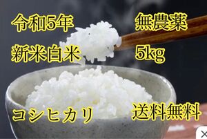 令和5年度産 新米白米コシヒカリ5kg 