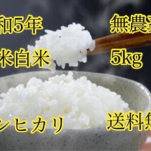 令和5年度産 新米白米コシヒカリ5kg 