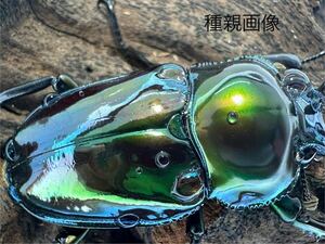 【極艶】グリーンピカール　幼虫5頭セット　ニジイロクワガタ