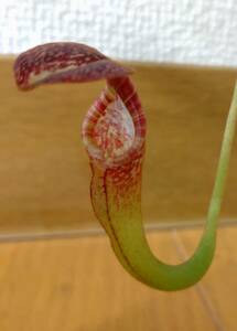 食虫植物　ネペンテス　Nepenthes. maxima x vogelii BE-3548