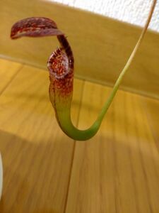  meal insect plant Nepenthes Nepenthes. maxima x vogelii BE-3548