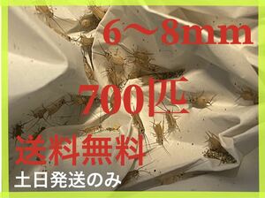 ヨーロッパイエコオロギサイズ　6〜8mm 700匹+死着保証20%です※土日のみ発送※